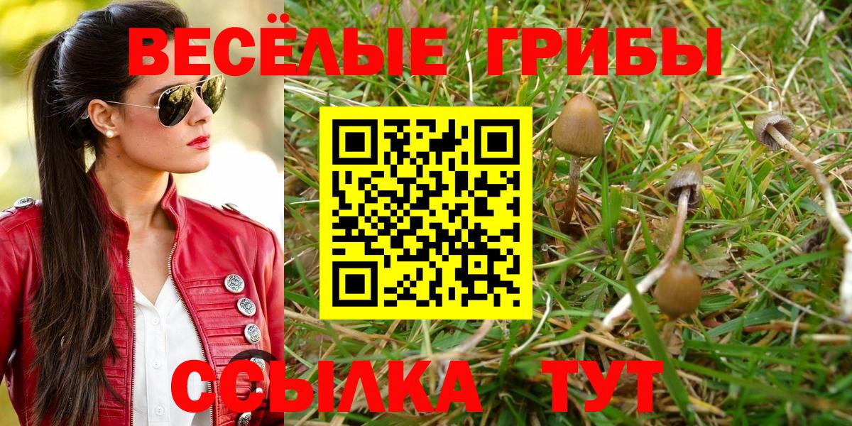 Галлюциногенные грибы Psilocybe Псков