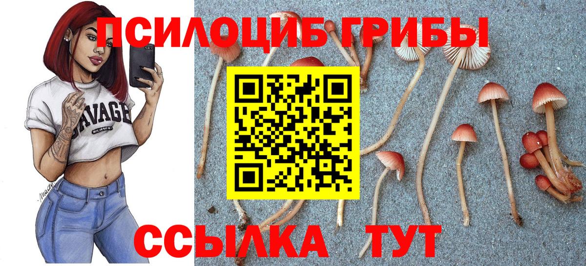 Псков  цена   Вход с VPN  Галлюциногенные грибы Cubensis 